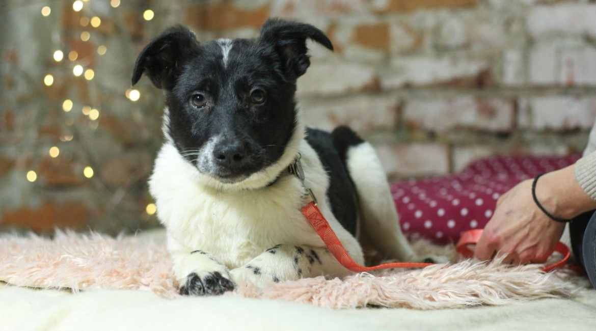 Chiens à adopter